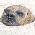 Seals,